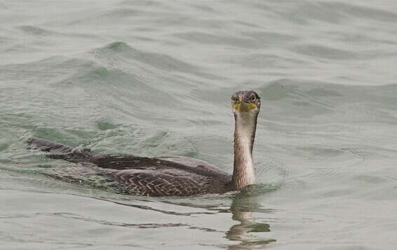 צילום: יהונתן מירב, החברה להגנת הטבע